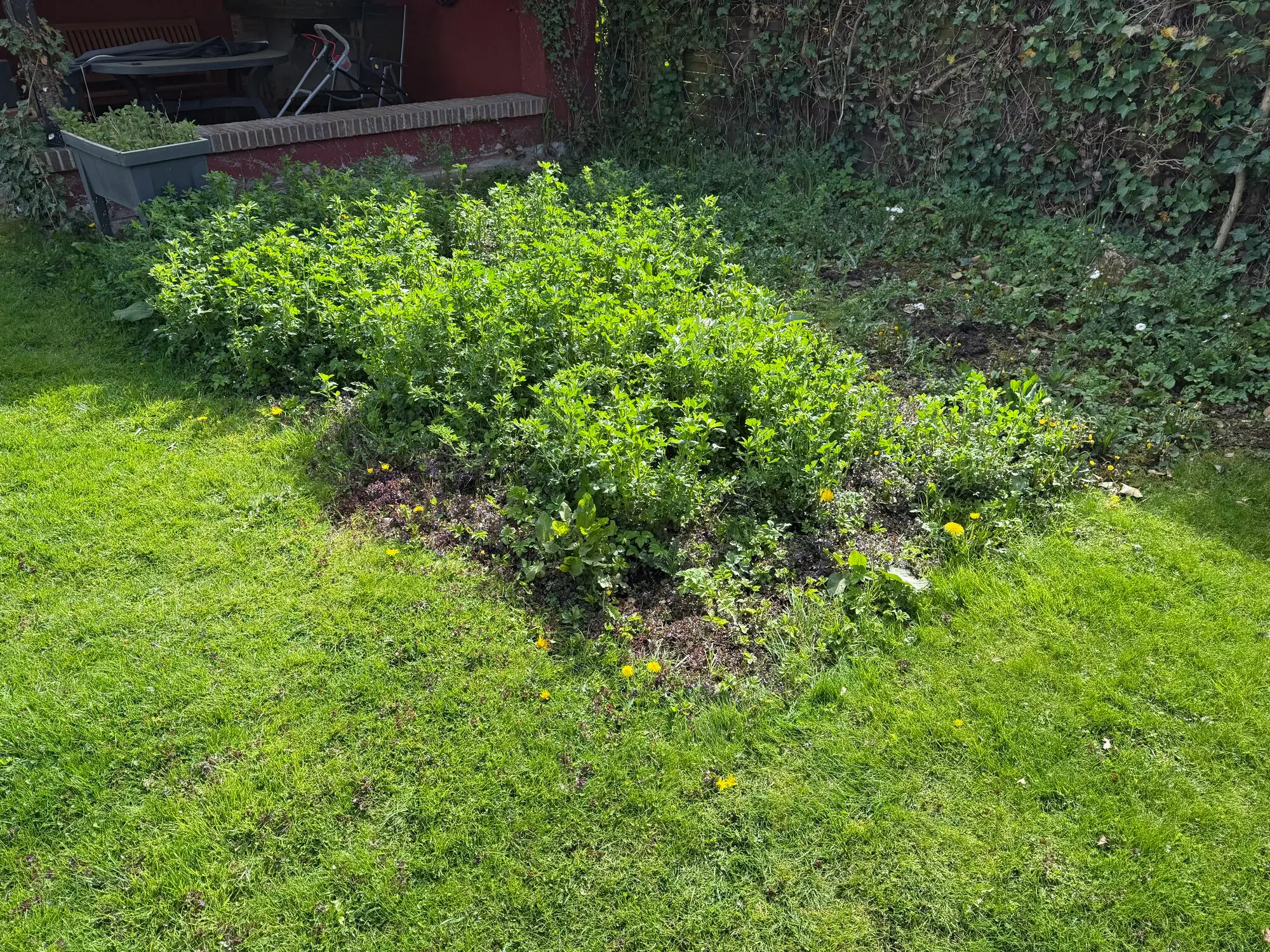 Gartengestaltung – Vorher