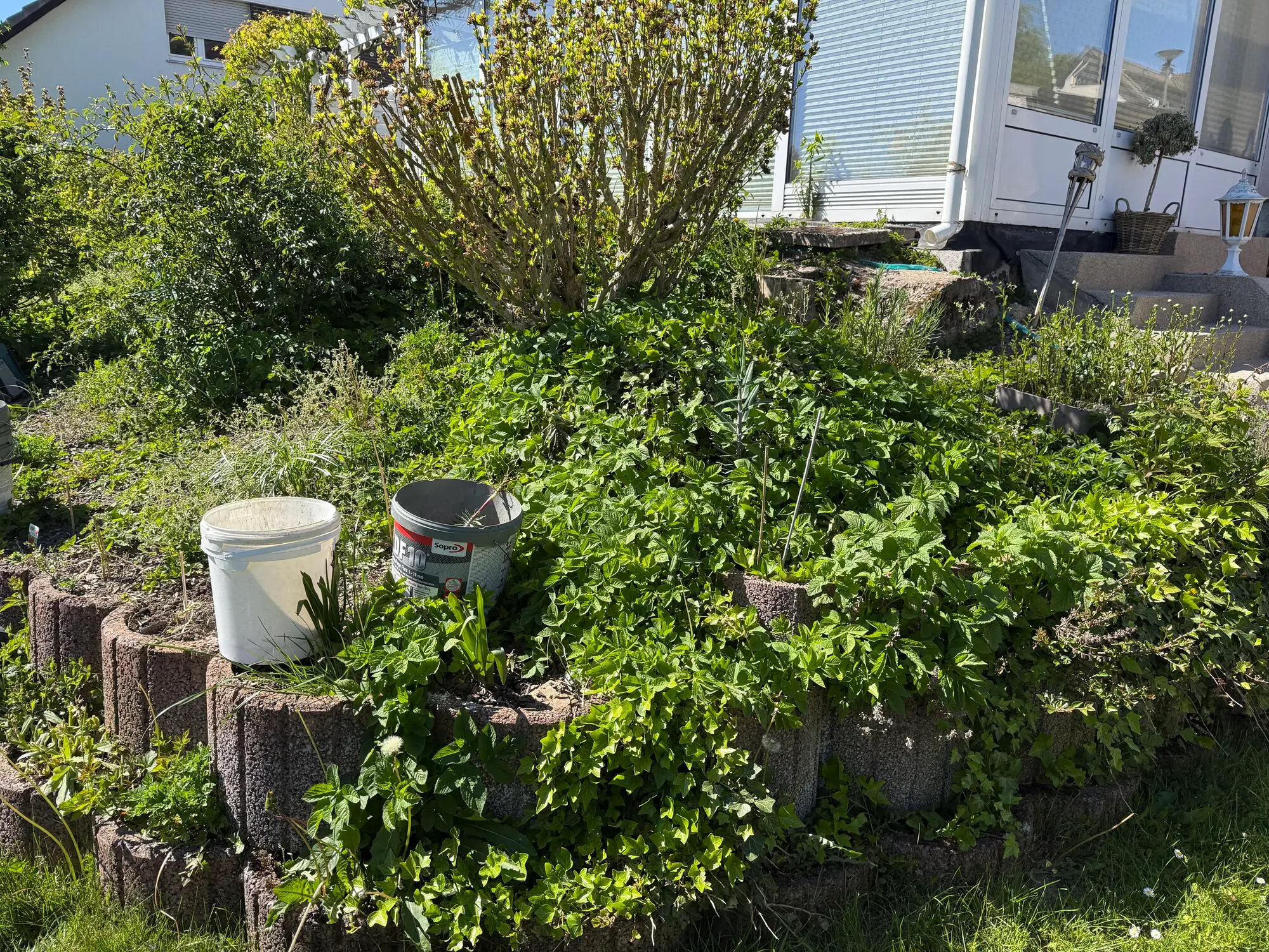 Gartenpflege (Projekt 2) – Vorher