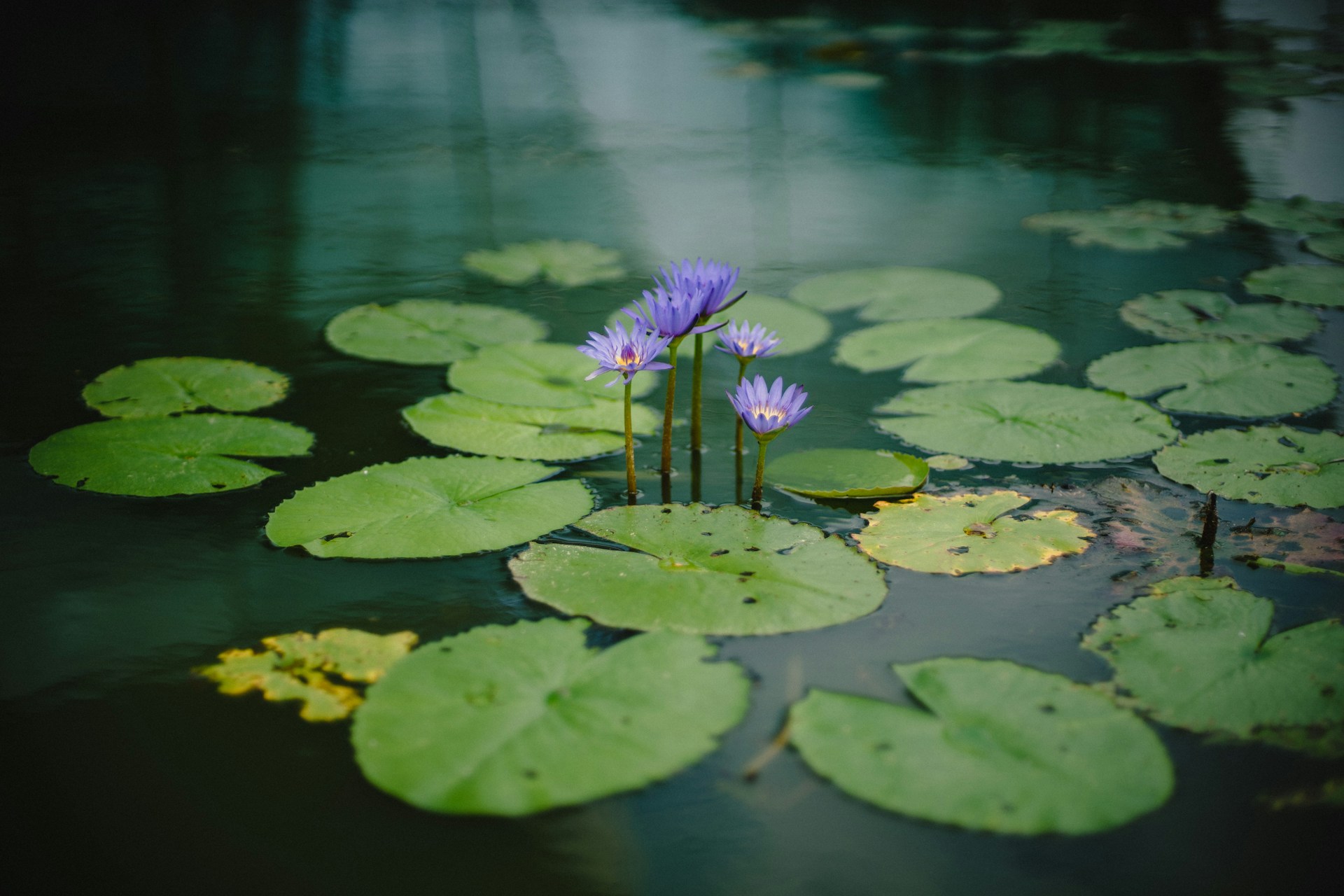 Teichpflege – gepflegter Gartenteich